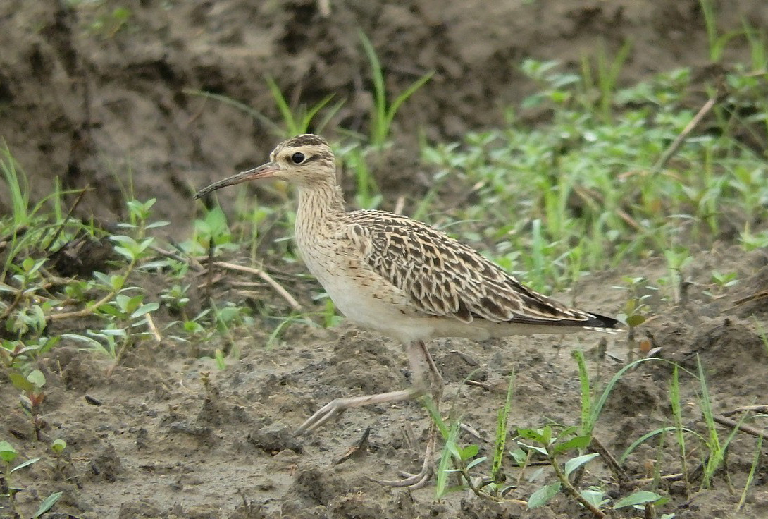 image Little Curlew